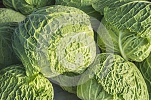 Food background, close up view of young ripe fresh savoy cabbage on morning weekly marketplace in Spain photo