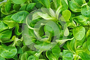 Food background: cornsalad lamb lettuce leaves