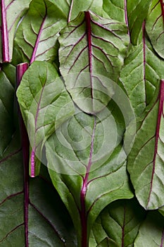 Food background, fresh green baby beetroot leaves