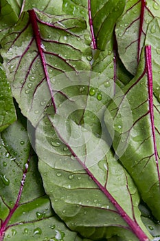 Food background, fresh green baby beetroot leaves