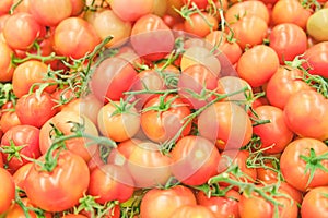 Food background light red tomatoes on green branches, pink vegetables close up