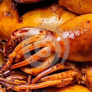 Cooked squid close-up