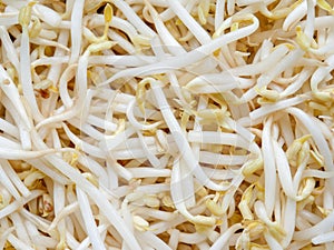 Food background texture mung bean sprout