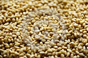 Food background. Texture of shelled organic pine nuts. Banner