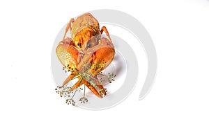 Food banner. Boiled orange crayfish on the white background. Cooked freshwater delicious crayfish with dill. Close-up. Copy space