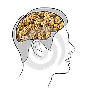Food for brain, the human brain from the walnuts. Walnuts in the ead. Human silhouette with shelled walnuts on white background.