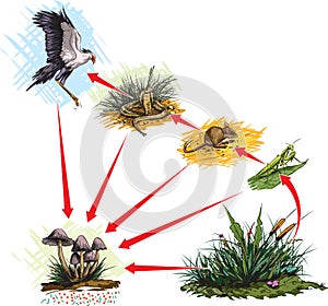 Food chain