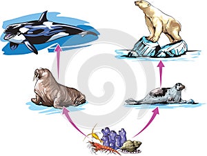 Food chain