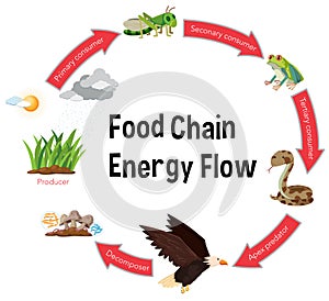 Food chain energy flow diagram