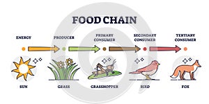 Food chain levels and animal classification by eating type outline diagram
