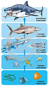 Food chain-ocean