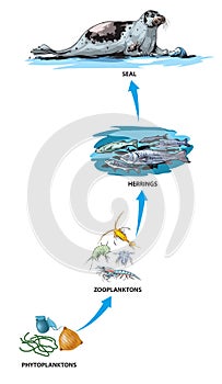 Food chain-seal