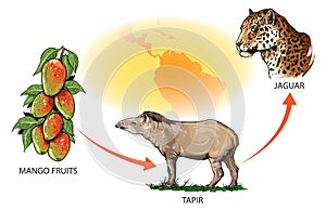 Food chain-south america-tapir