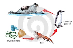 Food chain photo