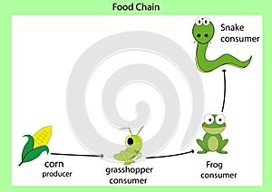 food chain