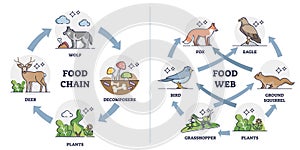 Food chain vs Food web as ecosystem feeding classification outline diagram