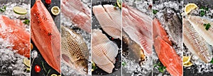 Food collage of various fresh fillet fish, white fish pangasius, salmon red fish, trout fish steak with ice and spices. Seafood,