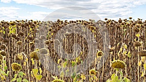 Food crisis concept. Sunflower crop failure due to abnormal heat and lack of water. Famine due to crop failure. Dried sunflower