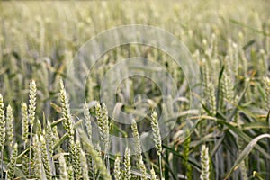 Food crop growing in agricultural field