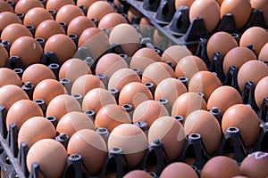 Food - Eggs on panel package group in market