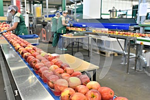 Food factory: assembly line with apples and workers