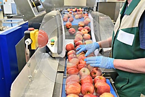 Food factory: assembly line with apples and workers