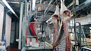 Food factory, fresh meat processing plant. Male worker is using a knife to dress fresh meat carcasses