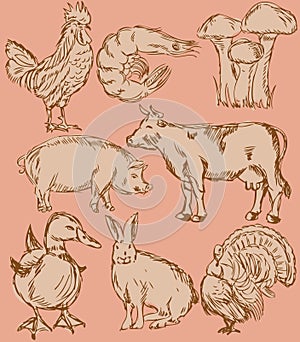 Food flavor icons set: farm animals