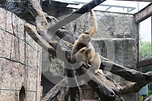 Food-Gibbon-Hylobatidae