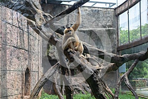 Food-Gibbon-Hylobatidae