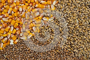 Food grains maize, wheat and barley