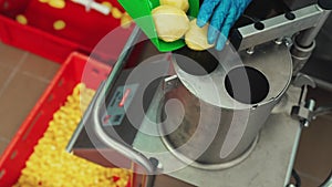 Food industry concept. Employee putting peeled clean yellow potatoes into an automatic slicer using a scooper.