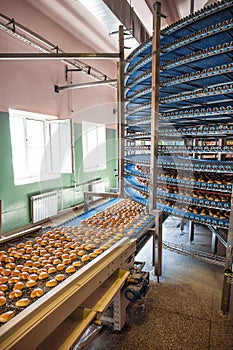 Food industry. Production line or conveyor belt with cookies in confectionary food factory or bakery, automated preparing