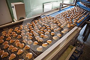 Food industry. Production line or conveyor belt with cookies in confectionary food factory or bakery, automated preparing photo