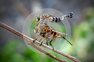 The food insect moment is a beach robber fly or asilidae