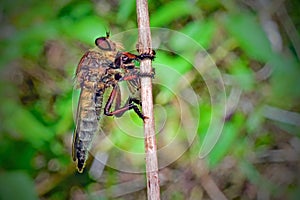 The food insect moment is a beach robber fly or asilidae