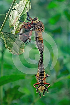 The food insect moment is a beach robber fly or asilidae