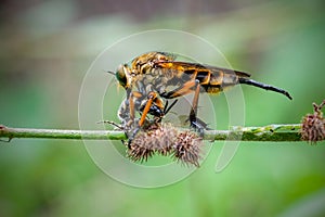 The food insect moment is a beach robber fly or asilidae