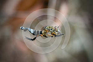 The food insect moment is a beach robber fly or asilidae photo