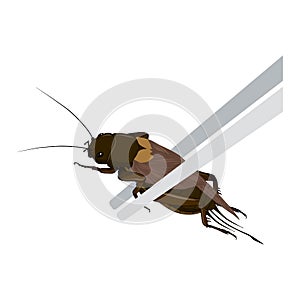 Food Insects: Crickets insect deep-fried crispy for eating as ready meal food items on wooden chopstick, it is good source of