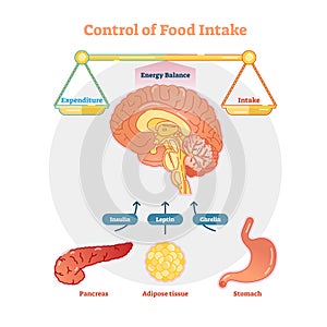 Food intake control vector diagram illustration, educational medical information