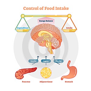 Food intake control vector diagram illustration, educational medical information photo