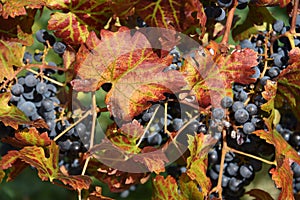 FOOD- Late Harvest in a South African Vineyard