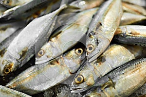 Food. Mackerel Fish At Market. Seafood. Healthy Eating. Nutrition, Vitamins