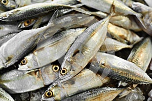 Food. Mackerel Fish At Market. Seafood. Healthy Eating. Nutrition, Vitamins