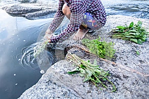 Food in nature, asian female washing wild edible plants in water stream, fresh fern and water spinach on the rock along a stream