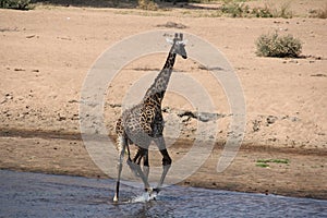 Giraffe in the water day time.