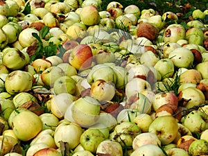 Food overproduction, apples rot on the garbage dump photo