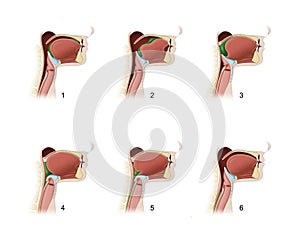 Pharynx. Swallowing process photo