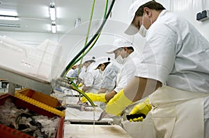 Food processing line photo